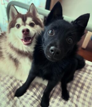 Anne Watanabe Instagram - 新メンバー加入！

その名も…  ポチ！！！

New family! His name is Potchi🤗

Welcome to our home.