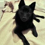 Anne Watanabe Instagram - 新メンバー加入！ その名も… ポチ！！！ New family! His name is Potchi🤗 Welcome to our home.
