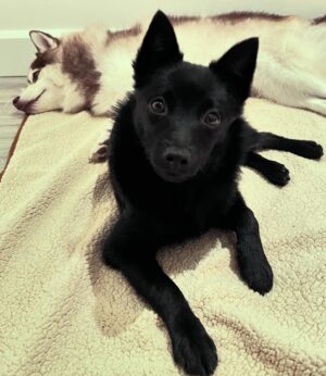 Anne Watanabe Instagram - 新メンバー加入！

その名も…  ポチ！！！

New family! His name is Potchi🤗

Welcome to our home.