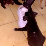 Anne Winters Instagram – Today @barc4balidogsindonesia @barc4balidog playing with these lil ones 🐶🥰🤍🤟🏼 

sponsored the little boy (paid for his vaccines and things needed for newborn pups) SO I also got the privilege of naming him…. meet lil SOL- his sister was already named LUNA- so now the 🌞 will always be tied to his 🌙