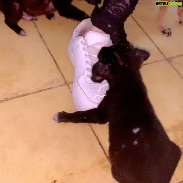 Anne Winters Instagram - Today @barc4balidogsindonesia @barc4balidog playing with these lil ones πΆπ₯°π€π€πΌ sponsored the little boy (paid for his vaccines and things needed for newborn pups) SO I also got the privilege of naming himβ¦. meet lil SOL- his sister was already named LUNA- so now the π will always be tied to his π