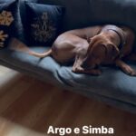 Antonella Clerici Instagram - #argo&simba daily routine🤣 #cani #buongiorno