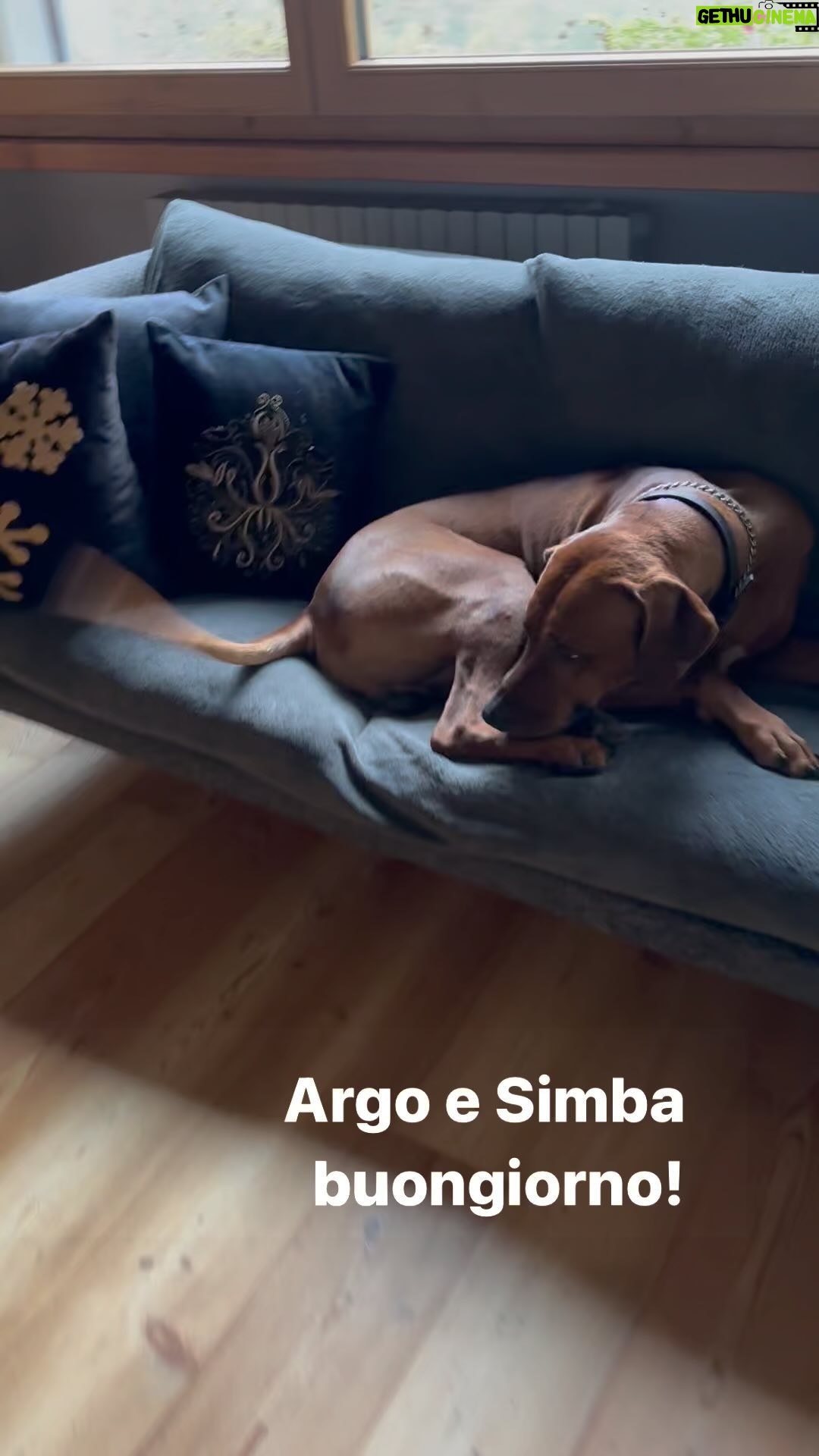 Antonella Clerici Instagram - #argo&simba daily routine🤣 #cani #buongiorno