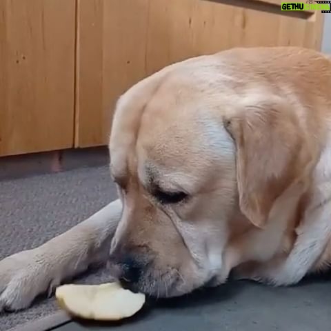 Antonella Clerici Instagram - #Simba e la merenda pomeridiana! 😂💙 Anche i vostri cani pensano solo alla pappa? 🐾 #labrador #casanelbosco #cane #mela