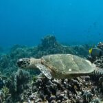 Apinya Sakuljaroensuk Instagram - WORLD TURTLE DAY 🐢 วันที่ 23 พฤษภาคม ของทุกปี เป็น วันเต่าโลก ป่านเอาความน่ารักของเต่าทะเล และ ความสวยงามใต้ทะเลมาฝากทุกคนค่ะ🤍🐢 เพื่อให้ประชาชนตระหนักถึงปัญหาการลดจำนวนลงของเต่าทุกประเภท ทั้งเต่าบก เต่าน้ำจืด และเต่าทะเล เนื่องจากเต่าเป็นสัตว์ที่มีอายุยืนยาว แต่ในปัจจุบันเต่าอายุสั้นลง เป็นผลจากปัจจัยต่างๆ เช่น มลพิษ การล่า พื้นที่อยู่อาศัยถูกคุกคาม จึงมีการจัดกิจกรรมสร้างจิตสำนึกให้ร่วมกันอนุรักษ์เต่า และช่วยเหลือเต่าบกและเต่าทะเลที่ถูกทำร้ายให้กลับมาอยู่ในสภาพปกติ ก่อนปล่อยกลับสู่ธรรมชาติอย่างถูกต้อง และร่วมกันอนุรักษ์เต่าอย่างจริงจัง Cr. กรมทรัพยากรทางทะเลและชายฝั่ง #dmcrth #ทะเลและชายฝั่ง #เต่าทะเล #สัตว์ทะเลหายาก #อนุรักษ์ทรัพยากรทางทะเลและชายฝั่ง *อย่าให้ป่านเป็นคนเดียวที่ได้เห็นความสวยงามนี้🤍 #ขอให้ทะเลโอบกอดเรา