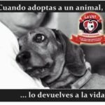 Aracely Arámbula Instagram – Adopta no comprés cambia vidas cundo adoptas tu vida la llenas de AMOR y llenas la vida de un ser muy agradecido  para siempre ✨🙏✨cuidándolo y protegiéndolo ✨🙏✨ con  responsabilidad y respeto esterilizar es un acto de AMOR ✨🙏✨🫶 adopta y dale una mejor vida !!! Y date  la oportunidad !!! siempre en pro de la Vida y la Salud #doglover #lover #pet ✨🫶🐶😍✨🙏✨