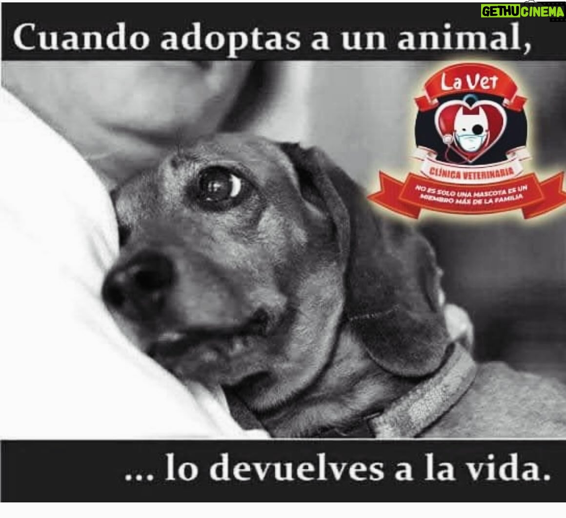 Aracely Arámbula Instagram - Adopta no comprés cambia vidas cundo adoptas tu vida la llenas de AMOR y llenas la vida de un ser muy agradecido para siempre ✨🙏✨cuidándolo y protegiéndolo ✨🙏✨ con responsabilidad y respeto esterilizar es un acto de AMOR ✨🙏✨🫶 adopta y dale una mejor vida !!! Y date la oportunidad !!! siempre en pro de la Vida y la Salud #doglover #lover #pet ✨🫶🐶😍✨🙏✨