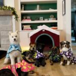 Ariel Winter Instagram - Does putting raincoats on 6 dogs qualify as an olympic sport?😅 #dogmom #rescuedogs #pethumor