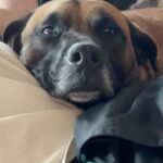 Ariel Winter Instagram - Not always the best at posting photos in the moment so consider this a Q1 dump🥹 2024 has been off to an amazing start! Lots of time with Poot, lots of cooking, lots of puppy snuggles🐶 What have you guys been up to?❤️