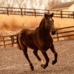 Arielle Kebbel Instagram - every where I go i talk about wild horses, the sickening politics behind round ups and the incredible work @skydogsanctuary does to help rescue wild horses and burros who’ve ended up in kill pens, are headed to slaughter, been abused, starved, or neglected. they also educate people about what’s happening to America’s wild horses and the implications of the Bureau of Land Management’s Adoption Incentive program. thank you @bedfordnewcanaanmag for your support and thank you @juliebettstestwuide for the most special photographs of me and snow. you capture precious moments and i cherish them. photographed at the beautiful Rounded Crest Farm where both @manhattanridingclub @galloping_guru are located ( fun fact, a quiet place was also filmed here ;) * #savewildhorses #wildhorserescue #mustang #wild #bedford #newcaanan #magazine #wildhorsephotography #stoptheroundups #snowwhite