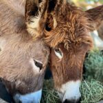 Arielle Kebbel Instagram - thank you for the birthday love! for my bday pls consider donating to @skydogdonkeys 🫏 you all know I love horses and supporting the work @skydogsanctuary does so it’s important to share what’s happening to our donkeys as well. This is Flopsy and her baby fufu ( bang goals ) they were both in a kill pen possibly headed to slaughter. With your help, they were rescued by skydog and now living their best lives. Flopsy is the first donkey I’ve sponsored and I love her. You can sponsor support the donkeys for various amounts each month on skydogs website. had to throw in some pics of the mini donkeys as well! from Hawaii, lots of aloha love to you all and thank you for supporting me and these beautiful animals 🐴 🌺 @skydogdonkeys @skydogsanctuary 📸 @tommeemay #skydog #skydogsanctuary #donkey #wildanimals #rescue #happybirthday #tome