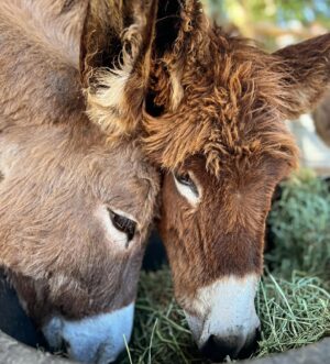 Arielle Kebbel Instagram - thank you for the birthday love! for my bday pls consider donating to @skydogdonkeys 🫏 you all know I love horses and supporting the work  @skydogsanctuary does so it’s important to share what’s happening to our donkeys as well. This is Flopsy and her baby fufu ( bang goals ) they were both in a kill pen possibly headed to slaughter. With your help, they were rescued by skydog and now living their best lives. Flopsy is the first donkey I’ve sponsored and I love her. You can sponsor   support the donkeys for various amounts each month on skydogs website. had to throw in some pics of the mini donkeys as well! from Hawaii, lots of aloha love to you all and thank you for supporting me and these beautiful animals 🐴 🌺 @skydogdonkeys @skydogsanctuary 

📸 @tommeemay 

#skydog #skydogsanctuary #donkey #wildanimals #rescue #happybirthday #tome