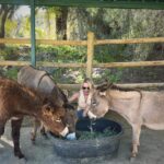 Arielle Kebbel Instagram - thank you for the birthday love! for my bday pls consider donating to @skydogdonkeys 🫏 you all know I love horses and supporting the work @skydogsanctuary does so it’s important to share what’s happening to our donkeys as well. This is Flopsy and her baby fufu ( bang goals ) they were both in a kill pen possibly headed to slaughter. With your help, they were rescued by skydog and now living their best lives. Flopsy is the first donkey I’ve sponsored and I love her. You can sponsor support the donkeys for various amounts each month on skydogs website. had to throw in some pics of the mini donkeys as well! from Hawaii, lots of aloha love to you all and thank you for supporting me and these beautiful animals 🐴 🌺 @skydogdonkeys @skydogsanctuary 📸 @tommeemay #skydog #skydogsanctuary #donkey #wildanimals #rescue #happybirthday #tome