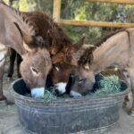 Arielle Kebbel Instagram - thank you for the birthday love! for my bday pls consider donating to @skydogdonkeys 🫏 you all know I love horses and supporting the work @skydogsanctuary does so it’s important to share what’s happening to our donkeys as well. This is Flopsy and her baby fufu ( bang goals ) they were both in a kill pen possibly headed to slaughter. With your help, they were rescued by skydog and now living their best lives. Flopsy is the first donkey I’ve sponsored and I love her. You can sponsor support the donkeys for various amounts each month on skydogs website. had to throw in some pics of the mini donkeys as well! from Hawaii, lots of aloha love to you all and thank you for supporting me and these beautiful animals 🐴 🌺 @skydogdonkeys @skydogsanctuary 📸 @tommeemay #skydog #skydogsanctuary #donkey #wildanimals #rescue #happybirthday #tome