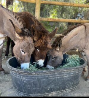 Arielle Kebbel Instagram - thank you for the birthday love! for my bday pls consider donating to @skydogdonkeys 🫏 you all know I love horses and supporting the work  @skydogsanctuary does so it’s important to share what’s happening to our donkeys as well. This is Flopsy and her baby fufu ( bang goals ) they were both in a kill pen possibly headed to slaughter. With your help, they were rescued by skydog and now living their best lives. Flopsy is the first donkey I’ve sponsored and I love her. You can sponsor   support the donkeys for various amounts each month on skydogs website. had to throw in some pics of the mini donkeys as well! from Hawaii, lots of aloha love to you all and thank you for supporting me and these beautiful animals 🐴 🌺 @skydogdonkeys @skydogsanctuary 

📸 @tommeemay 

#skydog #skydogsanctuary #donkey #wildanimals #rescue #happybirthday #tome
