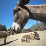 Arielle Kebbel Instagram - thank you for the birthday love! for my bday pls consider donating to @skydogdonkeys 🫏 you all know I love horses and supporting the work @skydogsanctuary does so it’s important to share what’s happening to our donkeys as well. This is Flopsy and her baby fufu ( bang goals ) they were both in a kill pen possibly headed to slaughter. With your help, they were rescued by skydog and now living their best lives. Flopsy is the first donkey I’ve sponsored and I love her. You can sponsor support the donkeys for various amounts each month on skydogs website. had to throw in some pics of the mini donkeys as well! from Hawaii, lots of aloha love to you all and thank you for supporting me and these beautiful animals 🐴 🌺 @skydogdonkeys @skydogsanctuary 📸 @tommeemay #skydog #skydogsanctuary #donkey #wildanimals #rescue #happybirthday #tome