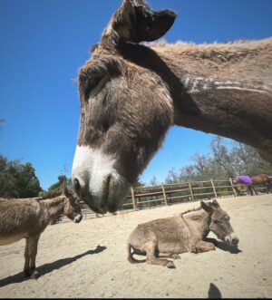Arielle Kebbel Instagram - thank you for the birthday love! for my bday pls consider donating to @skydogdonkeys 🫏 you all know I love horses and supporting the work  @skydogsanctuary does so it’s important to share what’s happening to our donkeys as well. This is Flopsy and her baby fufu ( bang goals ) they were both in a kill pen possibly headed to slaughter. With your help, they were rescued by skydog and now living their best lives. Flopsy is the first donkey I’ve sponsored and I love her. You can sponsor   support the donkeys for various amounts each month on skydogs website. had to throw in some pics of the mini donkeys as well! from Hawaii, lots of aloha love to you all and thank you for supporting me and these beautiful animals 🐴 🌺 @skydogdonkeys @skydogsanctuary 

📸 @tommeemay 

#skydog #skydogsanctuary #donkey #wildanimals #rescue #happybirthday #tome