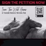 Arielle Kebbel Instagram - Today is the last day ~ We need 100,000k signatures so we can hand deliver to ND politicians to save the wild horses in Theodore National Park. This is a life changing moment for the history of this park and for these wild horses. Pls help keep them wild. Sign and share. Link in bio. #repost @thismustanglife ・・・ Link in bio!