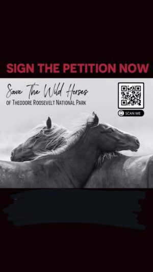Arielle Kebbel Instagram - Today is the last day ~ We need 100,000k signatures so we can hand deliver to ND politicians to save the wild horses in Theodore National Park. This is a life changing moment for the history of this park and for these wild horses. Pls help keep them wild. Sign and share. Link in bio. 

#repost @thismustanglife
・・・
Link in bio!