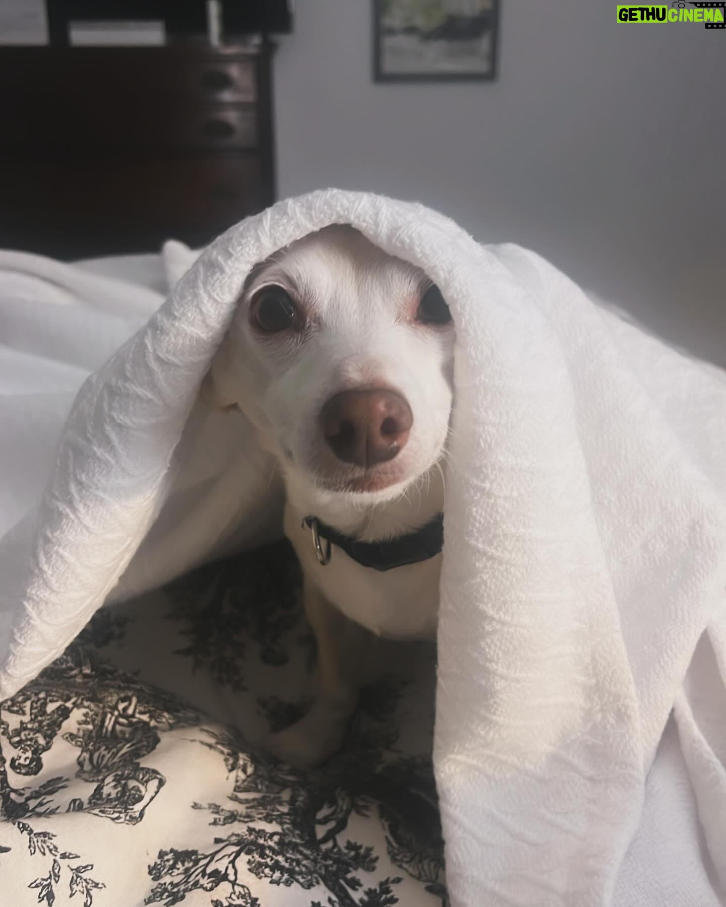 Ashley Greene Instagram - Life lately. 1. Commitment 2. Nose kisses 3. How in the world am I supposed to say no... 4. To THIS FACE 5. Or this one? 6. Best chocolate ever 7. My whole heart 8. My love