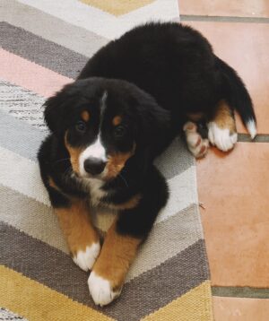 Ashley Johnson Instagram - The newest member of the tribe, Sheriff Bullock. Goodest boi and biggest boi. #bernesemountaindog