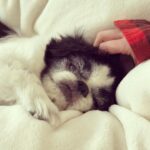 Ashley Johnson Instagram - I tried to keep him for as long as I could. He was in so much pain, but selfishly, I couldn’t think about not having him here. This dog has been with me for fifteen years. He carried me through some very rough patches in my life and to be honest, there were times I felt like I didn’t deserve the love he gave me. We travelled the world together and looked out for each other. He was my family, my best friend and was (and always will be) an absolute legend. For those of you that had the opportunity to meet Sully, or knew him well, was to know how special he was. He truly had so much personality. He was grouchy, ornery, funny and lived to be massaged and treated like a King. On Saturday night, he got to see all of his favorite people. Listen to music. Eat delicious food (including ice cream AND chocolate) and lounge in Momma’s arms all night. On Sunday he spent the day with family, until it was time for him to rest and go peacefully into the night. My heart hurts and all I want is for him to be back in my arms. I miss him like hell and I don’t quite know how to handle him not being here. It feels a bit lame posting this on social media, like it’s not meaningful enough. But I know so many of you knew him and I felt like sharing some pictures of this handsome and wonderful boy. I will miss you forever and always and I will never forget you, my sweet boy.
