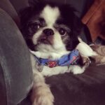 Ashley Johnson Instagram - I tried to keep him for as long as I could. He was in so much pain, but selfishly, I couldn’t think about not having him here. This dog has been with me for fifteen years. He carried me through some very rough patches in my life and to be honest, there were times I felt like I didn’t deserve the love he gave me. We travelled the world together and looked out for each other. He was my family, my best friend and was (and always will be) an absolute legend. For those of you that had the opportunity to meet Sully, or knew him well, was to know how special he was. He truly had so much personality. He was grouchy, ornery, funny and lived to be massaged and treated like a King. On Saturday night, he got to see all of his favorite people. Listen to music. Eat delicious food (including ice cream AND chocolate) and lounge in Momma’s arms all night. On Sunday he spent the day with family, until it was time for him to rest and go peacefully into the night. My heart hurts and all I want is for him to be back in my arms. I miss him like hell and I don’t quite know how to handle him not being here. It feels a bit lame posting this on social media, like it’s not meaningful enough. But I know so many of you knew him and I felt like sharing some pictures of this handsome and wonderful boy. I will miss you forever and always and I will never forget you, my sweet boy.