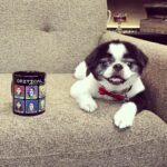 Ashley Johnson Instagram - I tried to keep him for as long as I could. He was in so much pain, but selfishly, I couldn’t think about not having him here. This dog has been with me for fifteen years. He carried me through some very rough patches in my life and to be honest, there were times I felt like I didn’t deserve the love he gave me. We travelled the world together and looked out for each other. He was my family, my best friend and was (and always will be) an absolute legend. For those of you that had the opportunity to meet Sully, or knew him well, was to know how special he was. He truly had so much personality. He was grouchy, ornery, funny and lived to be massaged and treated like a King. On Saturday night, he got to see all of his favorite people. Listen to music. Eat delicious food (including ice cream AND chocolate) and lounge in Momma’s arms all night. On Sunday he spent the day with family, until it was time for him to rest and go peacefully into the night. My heart hurts and all I want is for him to be back in my arms. I miss him like hell and I don’t quite know how to handle him not being here. It feels a bit lame posting this on social media, like it’s not meaningful enough. But I know so many of you knew him and I felt like sharing some pictures of this handsome and wonderful boy. I will miss you forever and always and I will never forget you, my sweet boy.