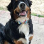 Ashley Johnson Instagram - It’s the most handsomest and floofiest of floofies FORST BORTHDAY, Mr. Sheriff Bullock. I love him so much and even though we’re in Chicago right now, Auntie Kelly (@theclickersitter) got him a delicious borthday treat. Thank you for being the bestest boy and I can’t wait to come home and give you all the scritches and kisses.
