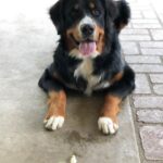 Ashley Johnson Instagram - It’s the most handsomest and floofiest of floofies FORST BORTHDAY, Mr. Sheriff Bullock. I love him so much and even though we’re in Chicago right now, Auntie Kelly (@theclickersitter) got him a delicious borthday treat. Thank you for being the bestest boy and I can’t wait to come home and give you all the scritches and kisses.