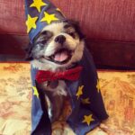 Ashley Johnson Instagram - I tried to keep him for as long as I could. He was in so much pain, but selfishly, I couldn’t think about not having him here. This dog has been with me for fifteen years. He carried me through some very rough patches in my life and to be honest, there were times I felt like I didn’t deserve the love he gave me. We travelled the world together and looked out for each other. He was my family, my best friend and was (and always will be) an absolute legend. For those of you that had the opportunity to meet Sully, or knew him well, was to know how special he was. He truly had so much personality. He was grouchy, ornery, funny and lived to be massaged and treated like a King. On Saturday night, he got to see all of his favorite people. Listen to music. Eat delicious food (including ice cream AND chocolate) and lounge in Momma’s arms all night. On Sunday he spent the day with family, until it was time for him to rest and go peacefully into the night. My heart hurts and all I want is for him to be back in my arms. I miss him like hell and I don’t quite know how to handle him not being here. It feels a bit lame posting this on social media, like it’s not meaningful enough. But I know so many of you knew him and I felt like sharing some pictures of this handsome and wonderful boy. I will miss you forever and always and I will never forget you, my sweet boy.