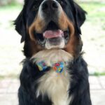 Ashley Johnson Instagram - It’s the most handsomest and floofiest of floofies FORST BORTHDAY, Mr. Sheriff Bullock. I love him so much and even though we’re in Chicago right now, Auntie Kelly (@theclickersitter) got him a delicious borthday treat. Thank you for being the bestest boy and I can’t wait to come home and give you all the scritches and kisses.
