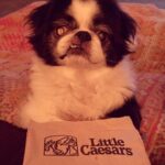 Ashley Johnson Instagram - I tried to keep him for as long as I could. He was in so much pain, but selfishly, I couldn’t think about not having him here. This dog has been with me for fifteen years. He carried me through some very rough patches in my life and to be honest, there were times I felt like I didn’t deserve the love he gave me. We travelled the world together and looked out for each other. He was my family, my best friend and was (and always will be) an absolute legend. For those of you that had the opportunity to meet Sully, or knew him well, was to know how special he was. He truly had so much personality. He was grouchy, ornery, funny and lived to be massaged and treated like a King. On Saturday night, he got to see all of his favorite people. Listen to music. Eat delicious food (including ice cream AND chocolate) and lounge in Momma’s arms all night. On Sunday he spent the day with family, until it was time for him to rest and go peacefully into the night. My heart hurts and all I want is for him to be back in my arms. I miss him like hell and I don’t quite know how to handle him not being here. It feels a bit lame posting this on social media, like it’s not meaningful enough. But I know so many of you knew him and I felt like sharing some pictures of this handsome and wonderful boy. I will miss you forever and always and I will never forget you, my sweet boy.