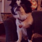 Ashley Johnson Instagram - I tried to keep him for as long as I could. He was in so much pain, but selfishly, I couldn’t think about not having him here. This dog has been with me for fifteen years. He carried me through some very rough patches in my life and to be honest, there were times I felt like I didn’t deserve the love he gave me. We travelled the world together and looked out for each other. He was my family, my best friend and was (and always will be) an absolute legend. For those of you that had the opportunity to meet Sully, or knew him well, was to know how special he was. He truly had so much personality. He was grouchy, ornery, funny and lived to be massaged and treated like a King. On Saturday night, he got to see all of his favorite people. Listen to music. Eat delicious food (including ice cream AND chocolate) and lounge in Momma’s arms all night. On Sunday he spent the day with family, until it was time for him to rest and go peacefully into the night. My heart hurts and all I want is for him to be back in my arms. I miss him like hell and I don’t quite know how to handle him not being here. It feels a bit lame posting this on social media, like it’s not meaningful enough. But I know so many of you knew him and I felt like sharing some pictures of this handsome and wonderful boy. I will miss you forever and always and I will never forget you, my sweet boy.