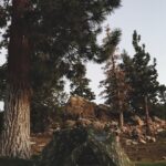 Ashley Johnson Instagram - Blending in.