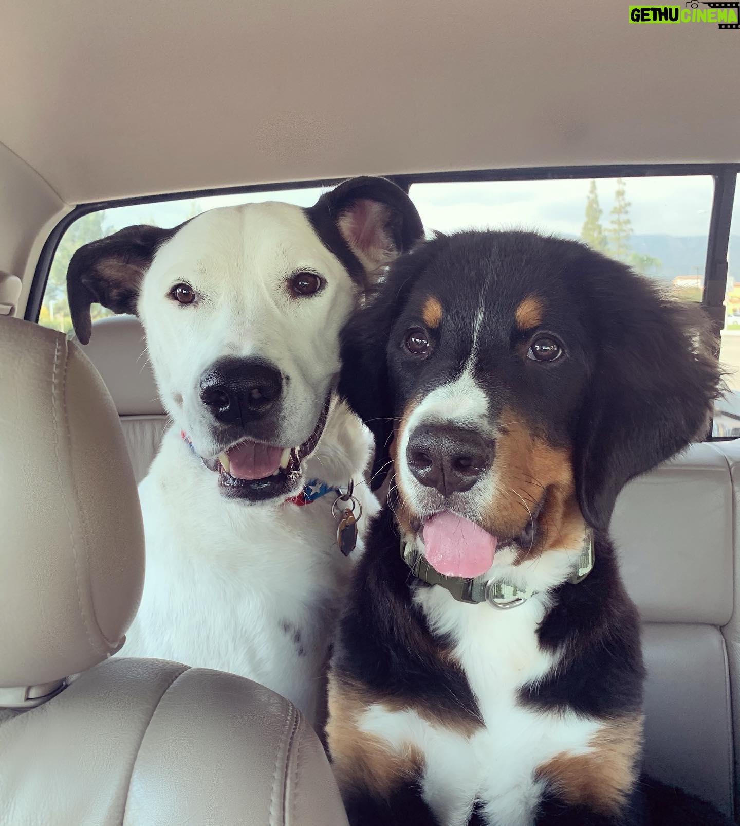 Ashley Johnson Instagram - Happy International Dog Day to my two doofies. I love these two more than I love most people.