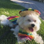 Ashley Roberts Instagram – We had to say good bye to our little Cooper this week. He almost made it to his 16th birthday. He traveled all over with me. Loved getting in his bag knowing an adventure awaited. Let me dress him up in ridiculous outfits. Even had his own episode on a tv show I filmed years back. What a legend. After he got attacked at a park he spent the last few years in AZ with my mom. Where she nurtured him and took such good care of the lil guy. So much joy he brought to so many. Rest in peace lil Coop. Love you buddy. Best buddy in the world 🐾