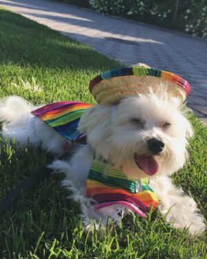 Ashley Roberts Instagram - We had to say good bye to our little Cooper this week. He almost made it to his 16th birthday. He traveled all over with me. Loved getting in his bag knowing an adventure awaited. Let me dress him up in ridiculous outfits. Even had his own episode on a tv show I filmed years back. What a legend. After he got attacked at a park he spent the last few years in AZ with my mom. Where she nurtured him and took such good care of the lil guy. So much joy he brought to so many. Rest in peace lil Coop. Love you buddy. Best buddy in the world 🐾