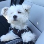 Ashley Roberts Instagram – We had to say good bye to our little Cooper this week. He almost made it to his 16th birthday. He traveled all over with me. Loved getting in his bag knowing an adventure awaited. Let me dress him up in ridiculous outfits. Even had his own episode on a tv show I filmed years back. What a legend. After he got attacked at a park he spent the last few years in AZ with my mom. Where she nurtured him and took such good care of the lil guy. So much joy he brought to so many. Rest in peace lil Coop. Love you buddy. Best buddy in the world 🐾