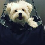Ashley Roberts Instagram – We had to say good bye to our little Cooper this week. He almost made it to his 16th birthday. He traveled all over with me. Loved getting in his bag knowing an adventure awaited. Let me dress him up in ridiculous outfits. Even had his own episode on a tv show I filmed years back. What a legend. After he got attacked at a park he spent the last few years in AZ with my mom. Where she nurtured him and took such good care of the lil guy. So much joy he brought to so many. Rest in peace lil Coop. Love you buddy. Best buddy in the world 🐾
