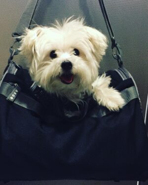 Ashley Roberts Instagram - We had to say good bye to our little Cooper this week. He almost made it to his 16th birthday. He traveled all over with me. Loved getting in his bag knowing an adventure awaited. Let me dress him up in ridiculous outfits. Even had his own episode on a tv show I filmed years back. What a legend. After he got attacked at a park he spent the last few years in AZ with my mom. Where she nurtured him and took such good care of the lil guy. So much joy he brought to so many. Rest in peace lil Coop. Love you buddy. Best buddy in the world 🐾