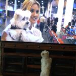 Ashley Roberts Instagram – We had to say good bye to our little Cooper this week. He almost made it to his 16th birthday. He traveled all over with me. Loved getting in his bag knowing an adventure awaited. Let me dress him up in ridiculous outfits. Even had his own episode on a tv show I filmed years back. What a legend. After he got attacked at a park he spent the last few years in AZ with my mom. Where she nurtured him and took such good care of the lil guy. So much joy he brought to so many. Rest in peace lil Coop. Love you buddy. Best buddy in the world 🐾