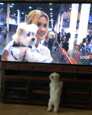 Ashley Roberts Instagram - We had to say good bye to our little Cooper this week. He almost made it to his 16th birthday. He traveled all over with me. Loved getting in his bag knowing an adventure awaited. Let me dress him up in ridiculous outfits. Even had his own episode on a tv show I filmed years back. What a legend. After he got attacked at a park he spent the last few years in AZ with my mom. Where she nurtured him and took such good care of the lil guy. So much joy he brought to so many. Rest in peace lil Coop. Love you buddy. Best buddy in the world 🐾
