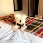 Ashley Roberts Instagram – We had to say good bye to our little Cooper this week. He almost made it to his 16th birthday. He traveled all over with me. Loved getting in his bag knowing an adventure awaited. Let me dress him up in ridiculous outfits. Even had his own episode on a tv show I filmed years back. What a legend. After he got attacked at a park he spent the last few years in AZ with my mom. Where she nurtured him and took such good care of the lil guy. So much joy he brought to so many. Rest in peace lil Coop. Love you buddy. Best buddy in the world 🐾