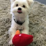 Ashley Roberts Instagram – We had to say good bye to our little Cooper this week. He almost made it to his 16th birthday. He traveled all over with me. Loved getting in his bag knowing an adventure awaited. Let me dress him up in ridiculous outfits. Even had his own episode on a tv show I filmed years back. What a legend. After he got attacked at a park he spent the last few years in AZ with my mom. Where she nurtured him and took such good care of the lil guy. So much joy he brought to so many. Rest in peace lil Coop. Love you buddy. Best buddy in the world 🐾