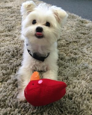 Ashley Roberts Instagram - We had to say good bye to our little Cooper this week. He almost made it to his 16th birthday. He traveled all over with me. Loved getting in his bag knowing an adventure awaited. Let me dress him up in ridiculous outfits. Even had his own episode on a tv show I filmed years back. What a legend. After he got attacked at a park he spent the last few years in AZ with my mom. Where she nurtured him and took such good care of the lil guy. So much joy he brought to so many. Rest in peace lil Coop. Love you buddy. Best buddy in the world 🐾