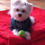 Ashley Roberts Instagram – We had to say good bye to our little Cooper this week. He almost made it to his 16th birthday. He traveled all over with me. Loved getting in his bag knowing an adventure awaited. Let me dress him up in ridiculous outfits. Even had his own episode on a tv show I filmed years back. What a legend. After he got attacked at a park he spent the last few years in AZ with my mom. Where she nurtured him and took such good care of the lil guy. So much joy he brought to so many. Rest in peace lil Coop. Love you buddy. Best buddy in the world 🐾