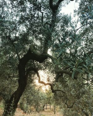 Aslihan Gurbuz Instagram - Hayat sana teşekkür ederim 🙏🏻
yakınlarına “benden sonra bir zeytin bir de limon ekin başucuma” diyen beni gördüğün için🙏🏻
Bana bir zeytinlik verdiğin ve böyle sevildiğim için❤️
Evet hiçbirini ben ellerimle ekmedim, evet limon da yok, yokluk yılına da denk geldim tamam, ama bu verdiklerine bin şükür be🙏🏻🙏🏻🙏🏻
Çok mutluyum efendim, dileyen isteyen herkese nasip olmasını dilerim❤️