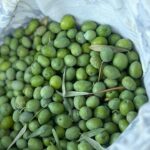 Aslihan Gurbuz Instagram - Hayat sana teşekkür ederim 🙏🏻 yakınlarına “benden sonra bir zeytin bir de limon ekin başucuma” diyen beni gördüğün için🙏🏻 Bana bir zeytinlik verdiğin ve böyle sevildiğim için❤️ Evet hiçbirini ben ellerimle ekmedim, evet limon da yok, yokluk yılına da denk geldim tamam, ama bu verdiklerine bin şükür be🙏🏻🙏🏻🙏🏻 Çok mutluyum efendim, dileyen isteyen herkese nasip olmasını dilerim❤️