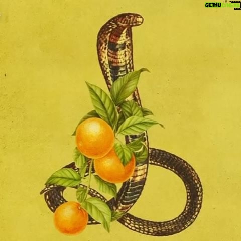 Aslihan Gurbuz Instagram - Gel sen beni dinle.🍊Sen de bir seçim yap. 🐍 Bir hikaye yarat kendine. 🍊 Bul bir mücadele. 🐍 Savaş bir ömür. 🐍 Geber git! 🍊 Berkun Oya imzalı mini dizi #KuvvetliBirAlkış şimdi sadece Netflix’te.